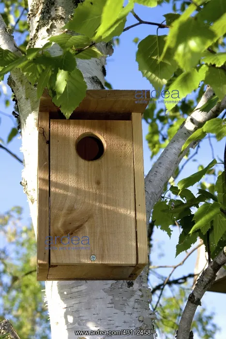 : Birdhouse. A birdhouse in a birch tree : Birdhouse. A birdhouse in a birch tree