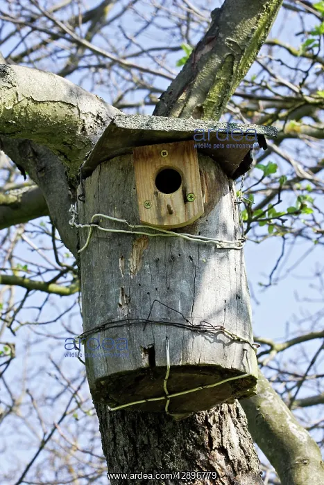 : Birdhouse in garden : Birdhouse in garden