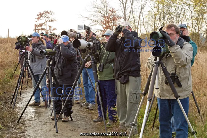 : Birding / Birdwatching / Birders - looking at Fork-tailed : Birding / Birdwatching / Birders - looking at Fork-tailed