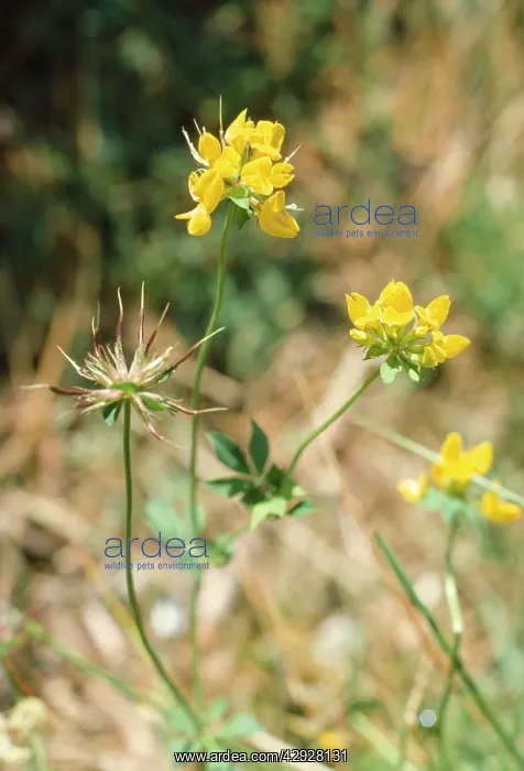 : BirdIs-foot / Birdsfoot TREFOIL : BirdIs-foot / Birdsfoot TREFOIL