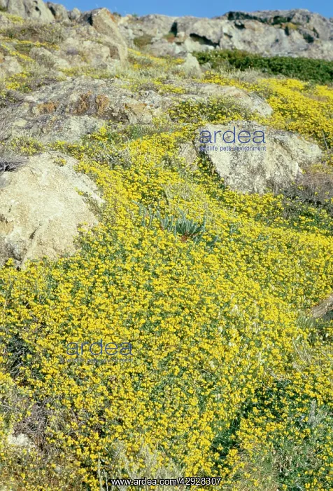 : BirdIs-foot / Birdsfoot Trefoil - covering rocks : BirdIs-foot / Birdsfoot Trefoil - covering rocks