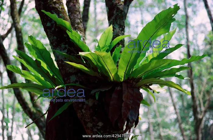 : BirdIs Nest Fern : BirdIs Nest Fern