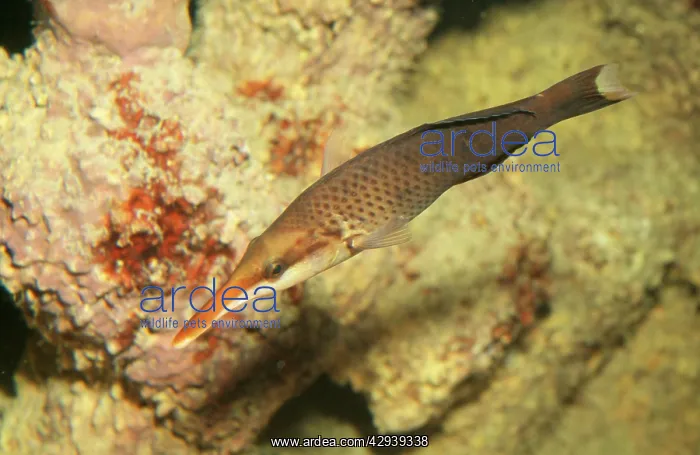 : Birdmouth / Bird Wrasse Fish : Birdmouth / Bird Wrasse Fish