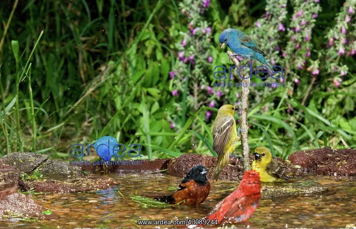 : Birds Bathing : Birds Bathing