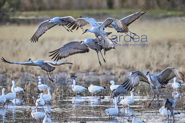  : Birds of Bosque de Apache National Wildlife Refuge