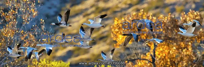 : Birds of Bosque de Apache National Wildlife Refuge : Birds of Bosque de Apache National Wildlife Refuge