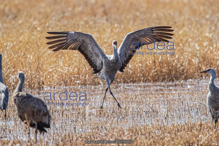 : Birds of Bosque de Apache National Wildlife Refuge : Birds of Bosque de Apache National Wildlife Refuge