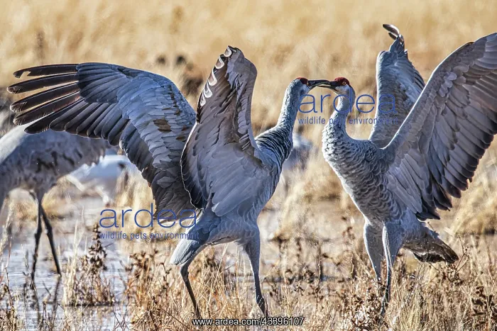 : Birds of Bosque de Apache National Wildlife Refuge : Birds of Bosque de Apache National Wildlife Refuge