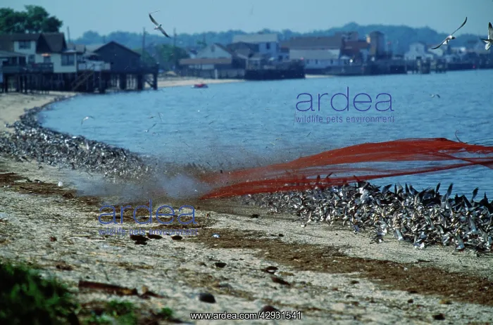 : Birds - canon net firing over shorebirds for banding : Birds - canon net firing over shorebirds for banding