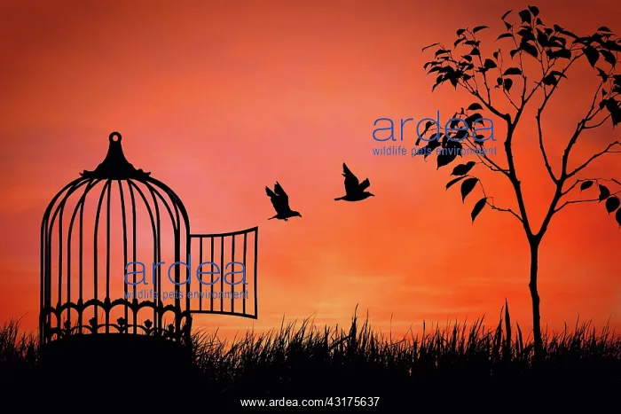: Birds couple escaping from the cage. Freedom concept : Birds couple escaping from the cage. Freedom concept