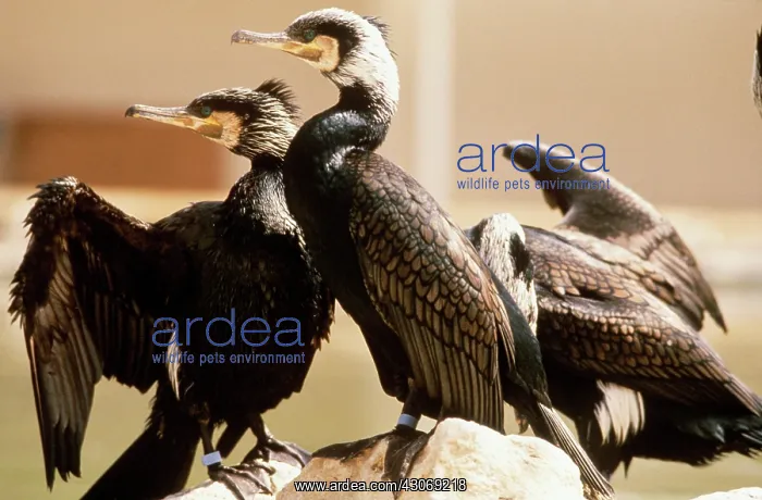  : Birds Covered in Oil from Gulf War Spill