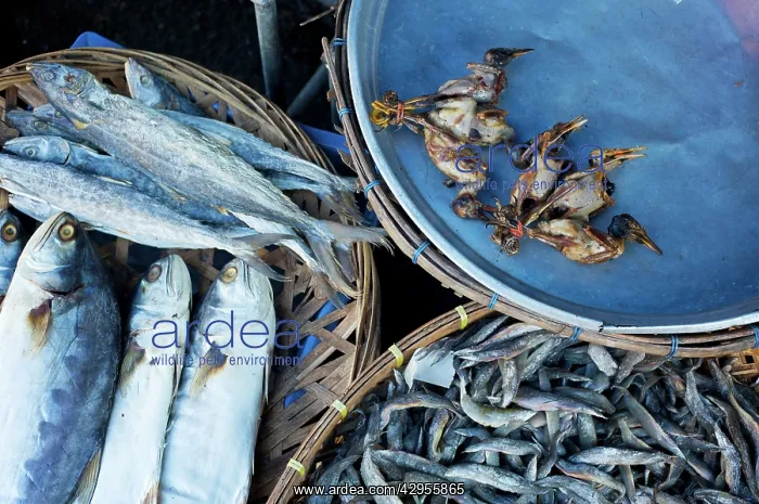: Birds and dried fish for sale : Birds and dried fish for sale