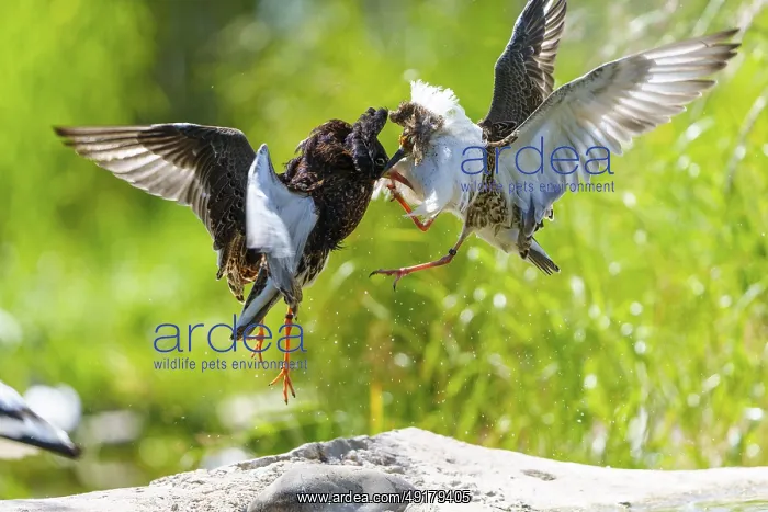: Two birds in a dynamic flight fight in the air amidst green surroundings : Two birds in a dynamic flight fight in the air amidst green surroundings