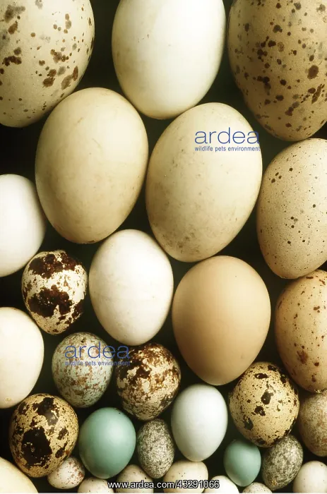 : BIRDS EGG Collection - showing different species of eggs : BIRDS EGG Collection - showing different species of eggs