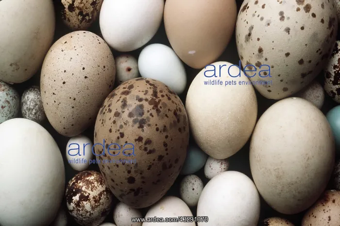 : BIRDS EGG Collection - showing different species of eggs : BIRDS EGG Collection - showing different species of eggs