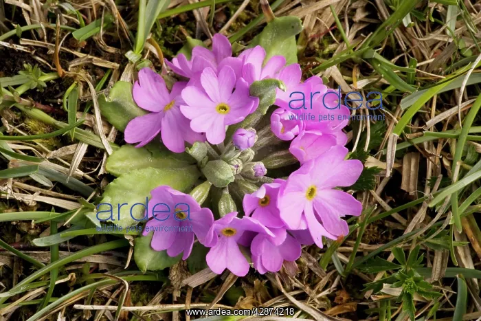 : Bird's-eye primrose - in stemless form : Bird's-eye primrose - in stemless form