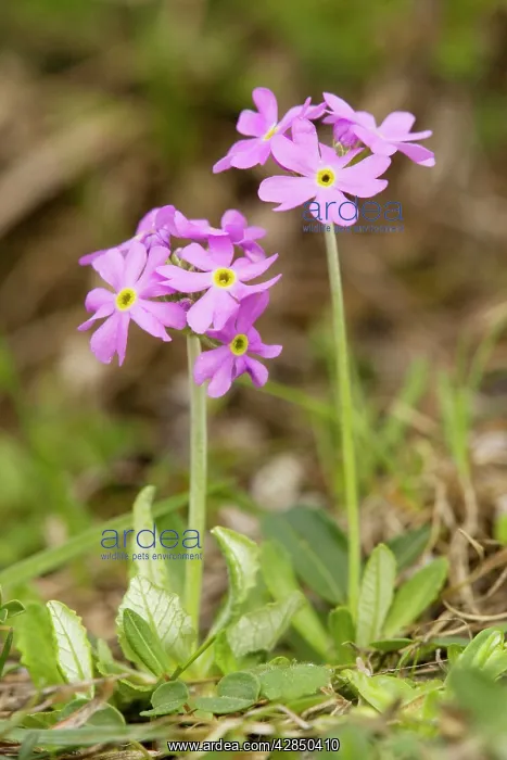 : Bird's eye Primrose - in wet meadow. Uncommon in UK : Bird's eye Primrose - in wet meadow. Uncommon in UK