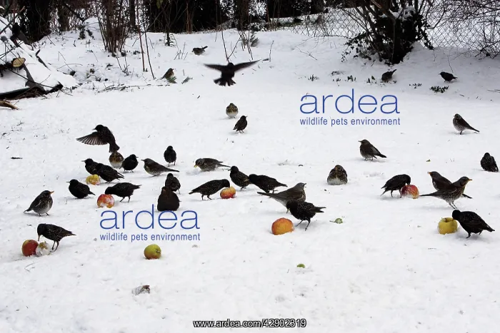 : Birds - feeding on apples in the garden, including : Birds - feeding on apples in the garden, including