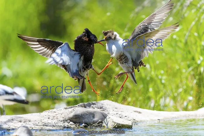 : Two birds fighting in the air, their wings spread in a dynamic scene : Two birds fighting in the air, their wings spread in a dynamic scene