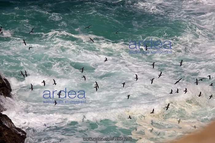 : Birds in flight : Birds in flight