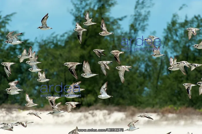 : Birds in flight - mostly Greater Sand-Plovers but with a few : Birds in flight - mostly Greater Sand-Plovers but with a few