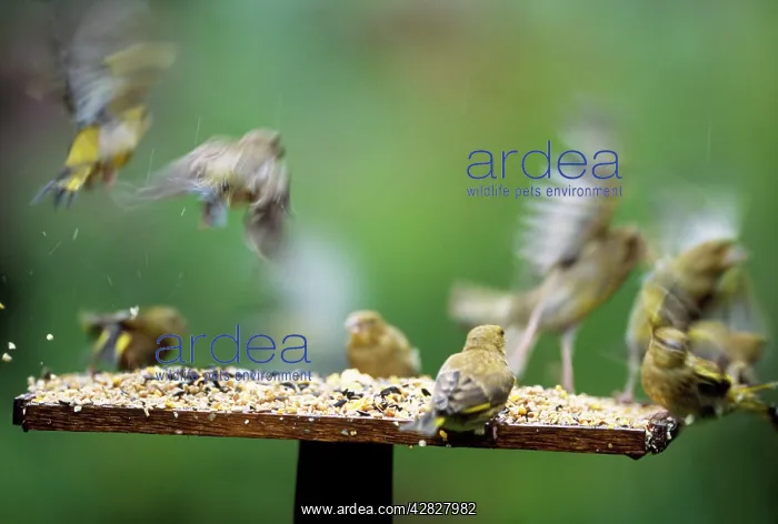: Birds flying from bird table : Birds flying from bird table