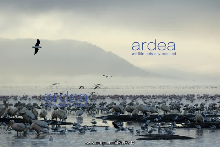 : Birds and Fog over Lake Nakuru : Birds and Fog over Lake Nakuru
