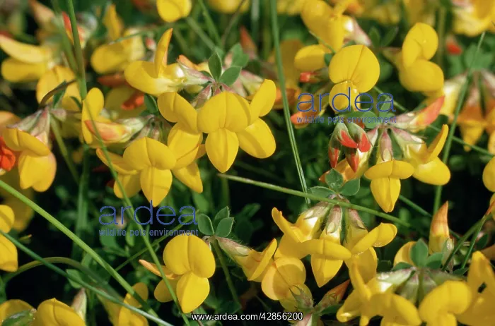 : Bird's-foot / birdsfoot Trefoil : Bird's-foot / birdsfoot Trefoil