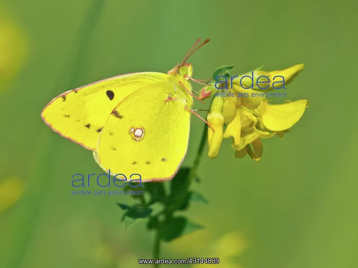 : Bird's-foot Trefoil : Bird's-foot Trefoil