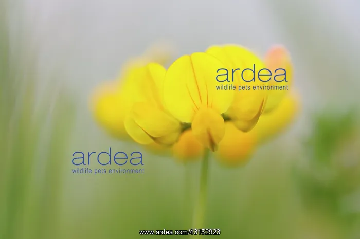 : Bird's-foot Trefoil : Bird's-foot Trefoil