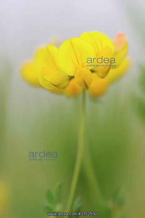 : Bird's-foot Trefoil : Bird's-foot Trefoil