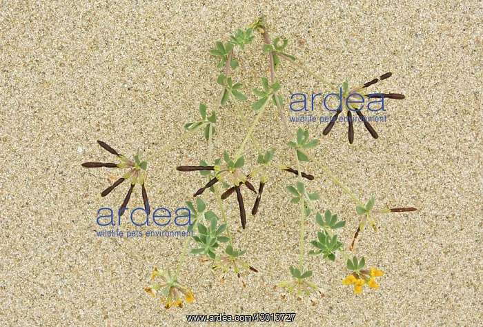 : Bird's Foot Trefoil in flower and fruit on dunes : Bird's Foot Trefoil in flower and fruit on dunes