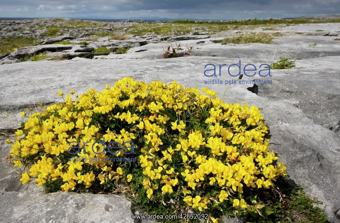 : Bird's Foot Trefoil - on limestone pavement near Black Head : Bird's Foot Trefoil - on limestone pavement near Black Head