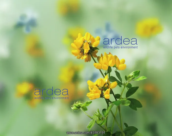 : Bird's foot trefoil, Lotus corniculatus, Side view : Bird's foot trefoil, Lotus corniculatus, Side view