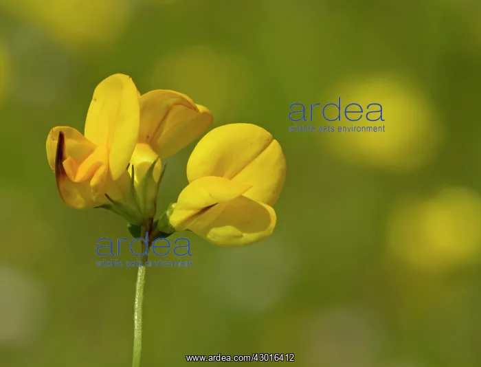 : Bird's Foot Trefoil in the Machair, fertile grassland : Bird's Foot Trefoil in the Machair, fertile grassland
