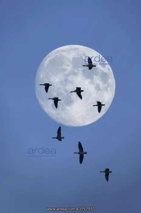 : Birds, greylag geese (Anser anser) in flight, full : Birds, greylag geese (Anser anser) in flight, full