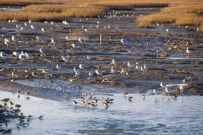 : Birds in the Marsh at Corte Madera, CA : Birds in the Marsh at Corte Madera, CA