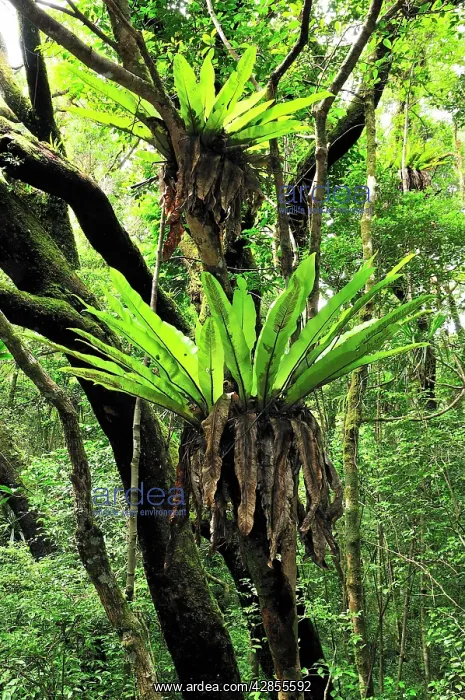 : Bird's Nest Fern : Bird's Nest Fern