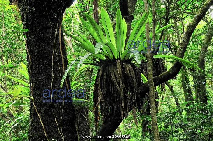 : Bird's Nest Fern : Bird's Nest Fern