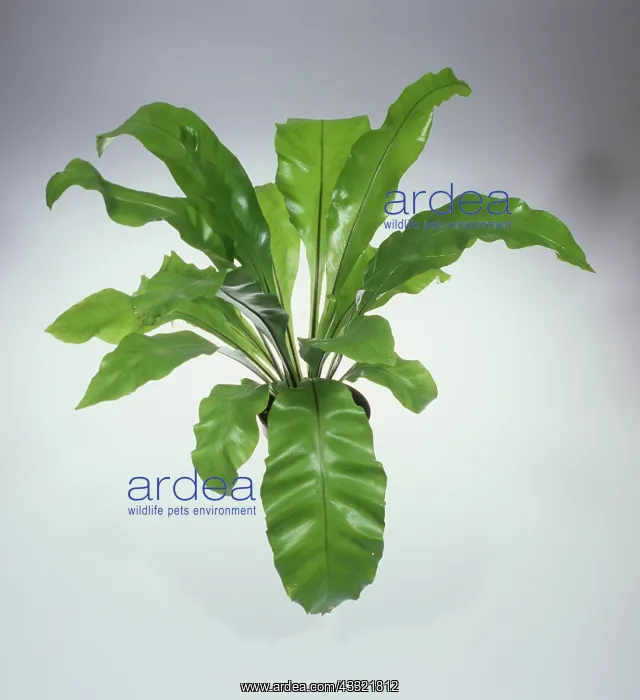 : Bird's Nest Fern : Bird's Nest Fern
