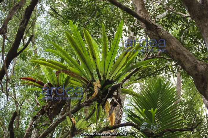 : Birds Nest Fern (Asplenium australasicum) in th : Birds Nest Fern (Asplenium australasicum) in th
