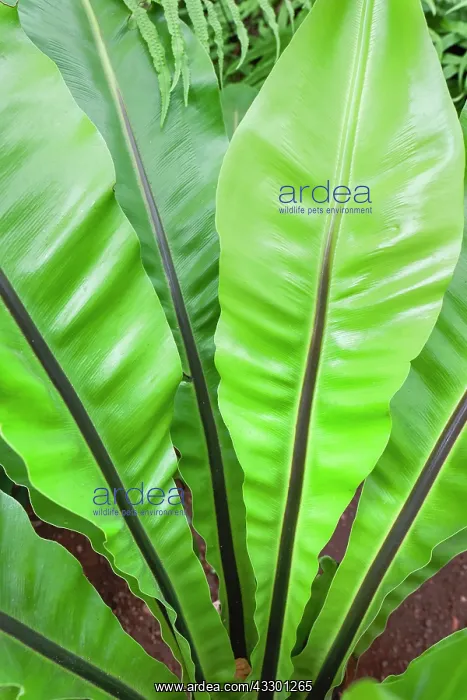 : Birds nest fern - Madeira Portugal : Birds nest fern - Madeira Portugal