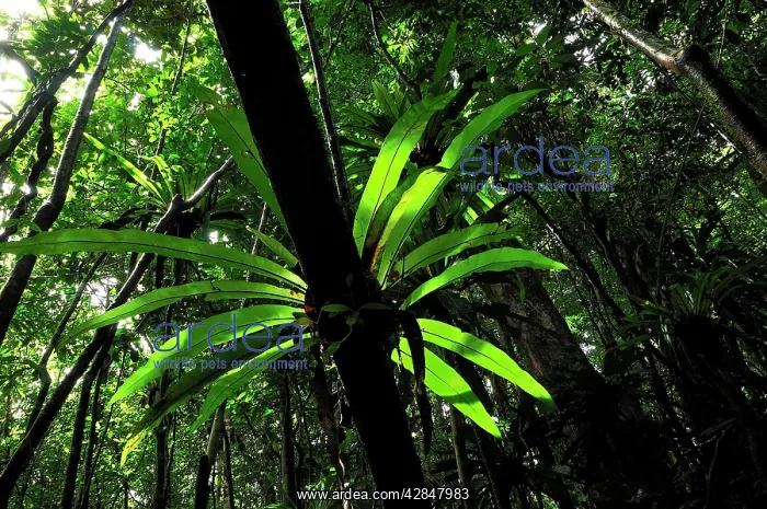 : Bird's Nest Fern at tropical rainforest : Bird's Nest Fern at tropical rainforest