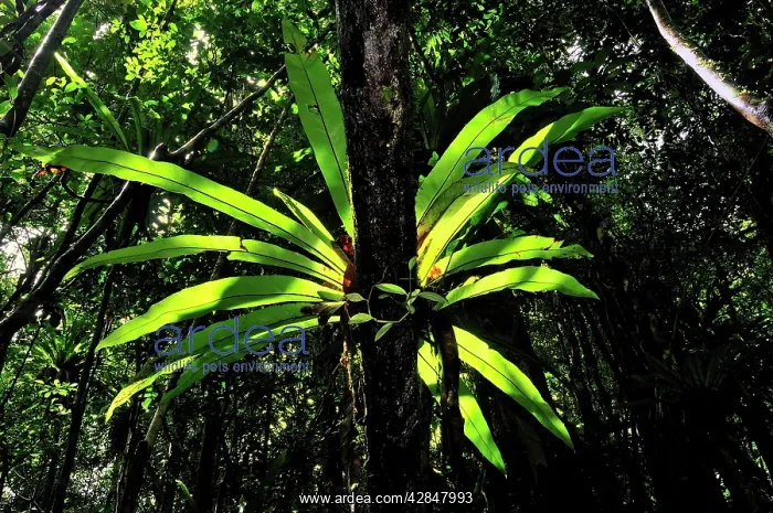 : Bird's Nest Fern at tropical rainforest : Bird's Nest Fern at tropical rainforest
