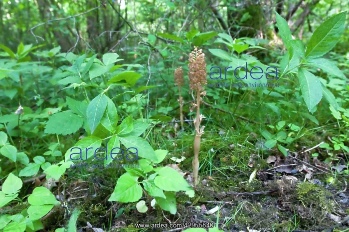 : Bird's-nest Orchid : Bird's-nest Orchid