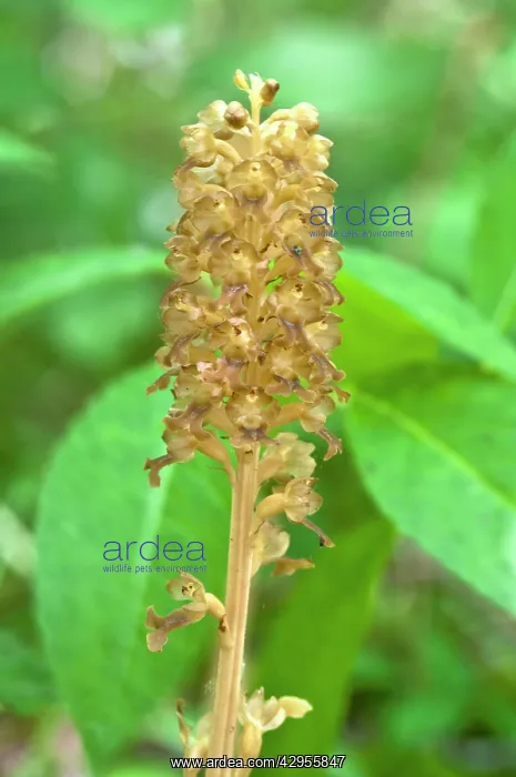 : Bird's-nest Orchid : Bird's-nest Orchid