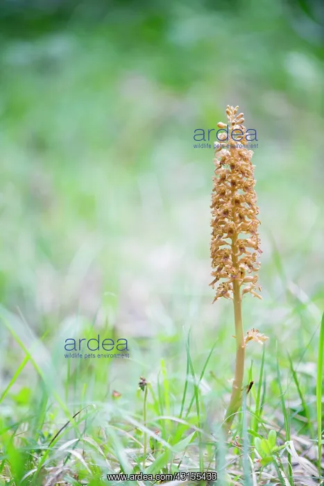 : Bird's-nest Orchid : Bird's-nest Orchid