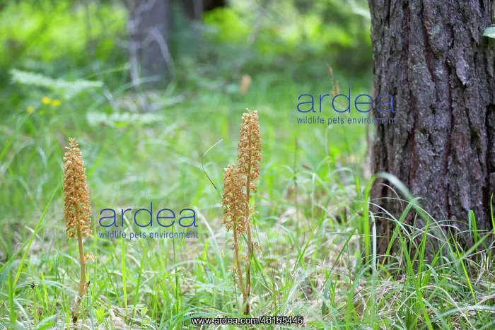 : Bird's-nest Orchid : Bird's-nest Orchid