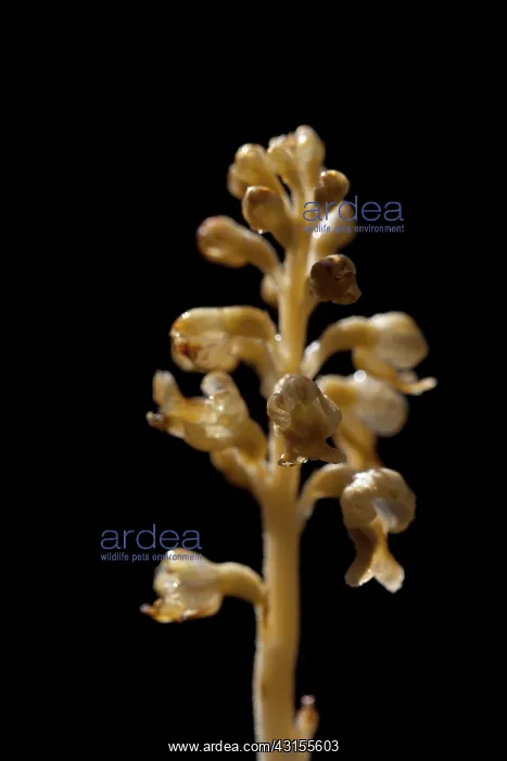  : Bird's-nest Orchid