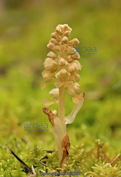: Bird's Nest Orchid in mossy woodland : Bird's Nest Orchid in mossy woodland